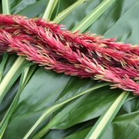 フレッシュレイメイキング